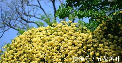 院子再小，也要养棵它，花朵娇艳，香气醇厚，左邻右舍都说香！