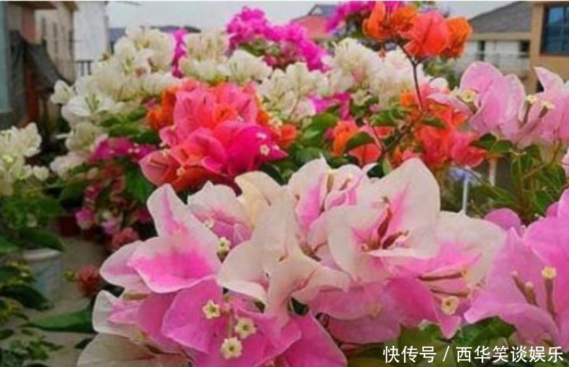 四季海棠|3种花深受花友的喜欢,开花爆盆很简单,一次开花300朵