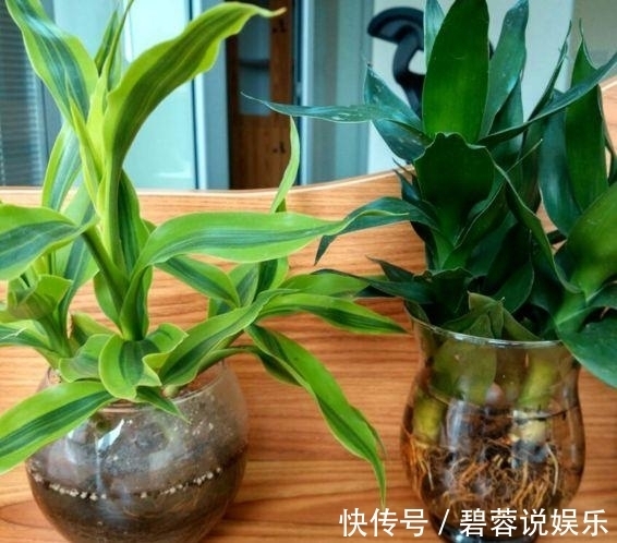 客厅|这3款“植物”再穷也要买,摆在客厅旺运也“旺家”,不要再错过
