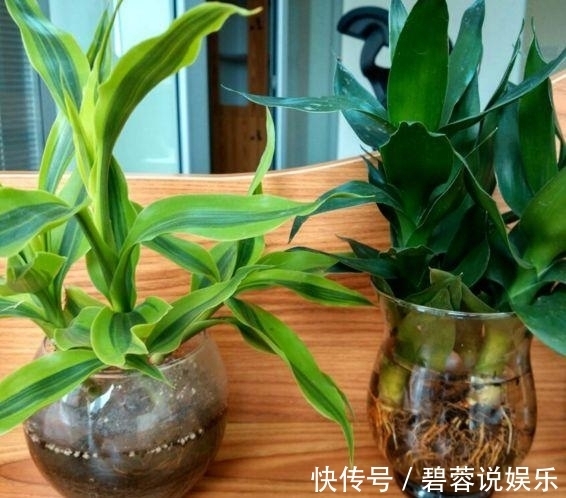 客厅|这3款“植物”再穷也要买，摆在客厅旺运也“旺家”，不要再错过