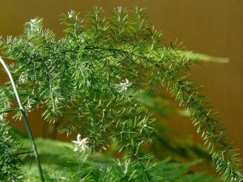 小花|文竹和云竹很相似,抓住这些特点能区分,平日养对了四季常青