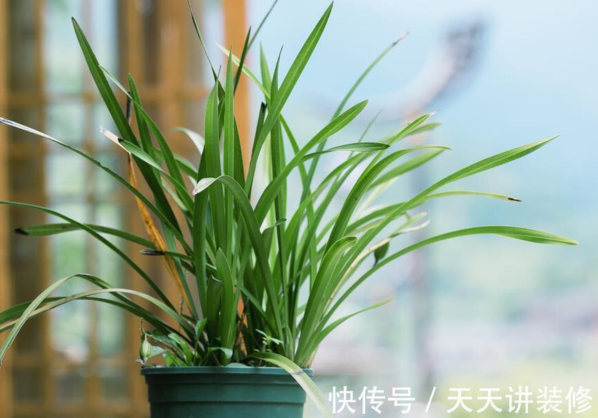 风雨兰|兰花难养,这些替代品可以选择,美起来不输兰花