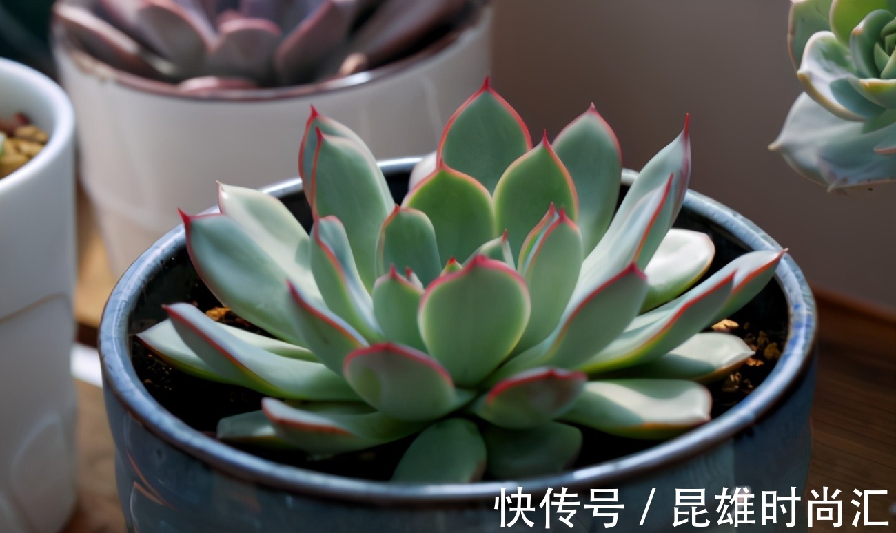 养多肉不知道如何浇水?老花匠在此分享妙招,告诉你其实并不难
