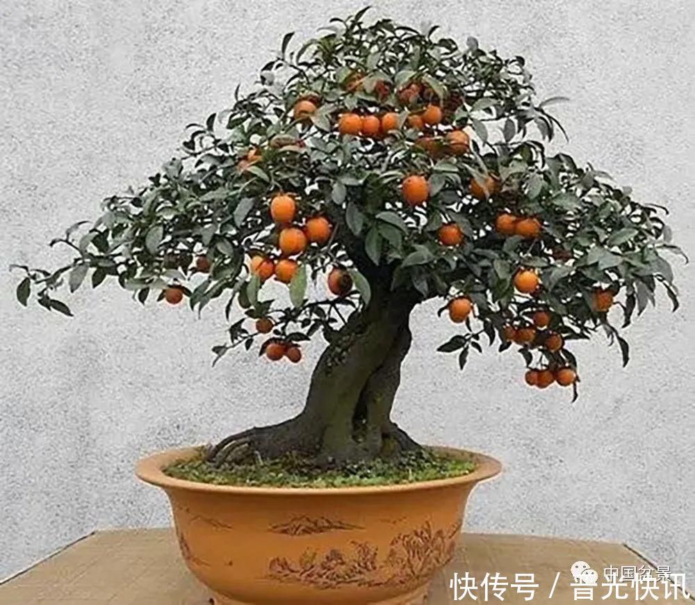 这两种盆景能当传家宝,被爱好者当“心头肉”