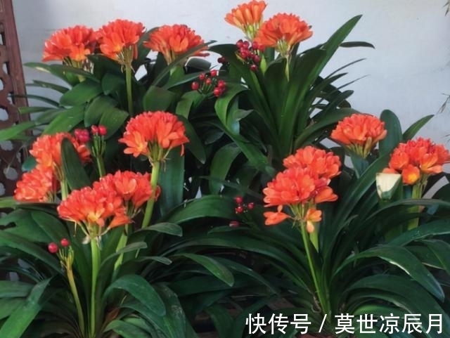 骨粉养花到底有没有用处?如果明白这几点,你肯定抢着用