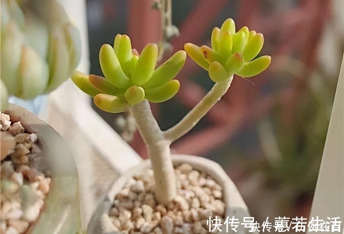 多肉|多肉易干瘪，三个“小动作”，催新芽冒白根，3个月养成小老桩