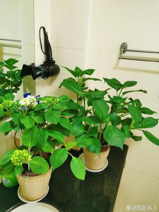 夏天养花，这个地方千万别摆，否则3天死翘翘