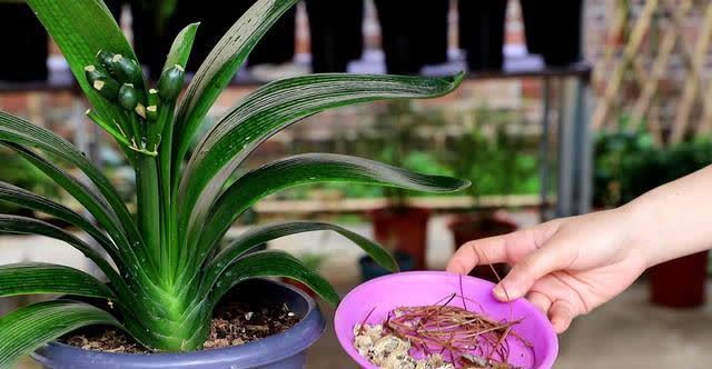 君子兰|发现5种“寿星花”,适合老人养,寓意好、颜值高,越养越值钱