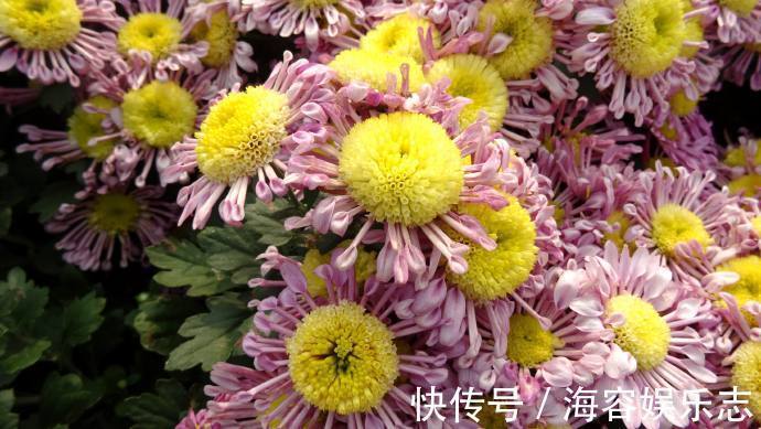小蜂侠|喜欢菊花，不如养盆“欧洲小米菊”小蜂侠，似毛绒蜜蜂，可爱至极