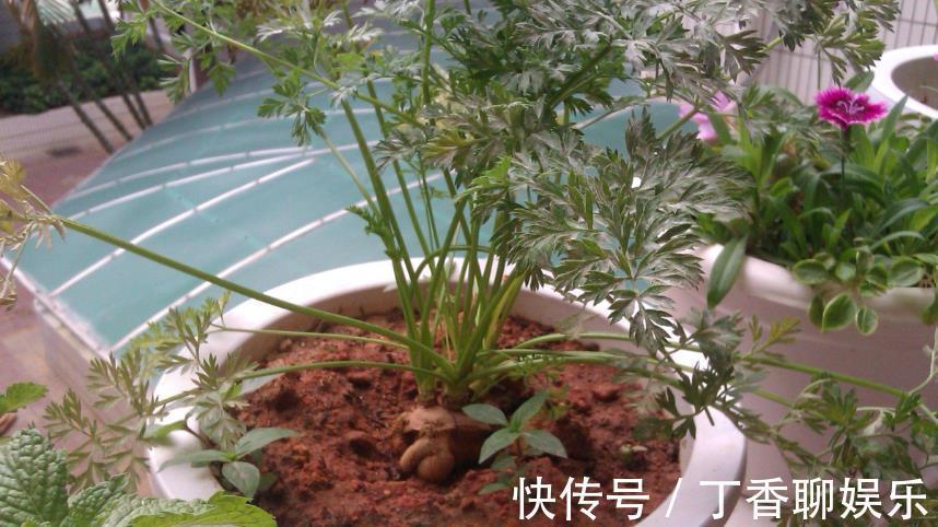 油菜|5种减肥常吃的蔬菜，在室内也能种，随摘随吃好方便