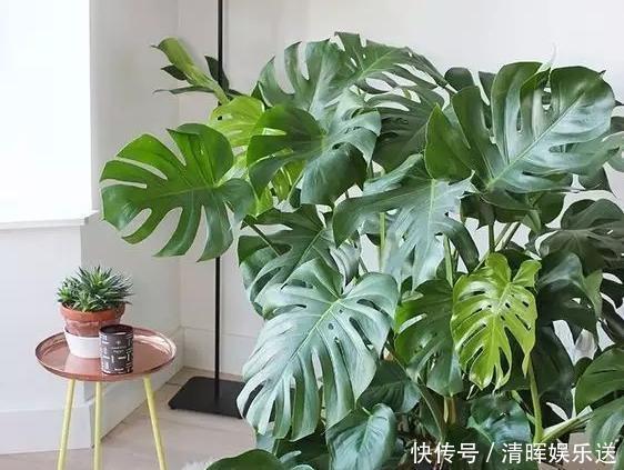 观赏价值|“嗜水如命”的5种花，全靠水续命，停水就枯萎！新手尤其要注意