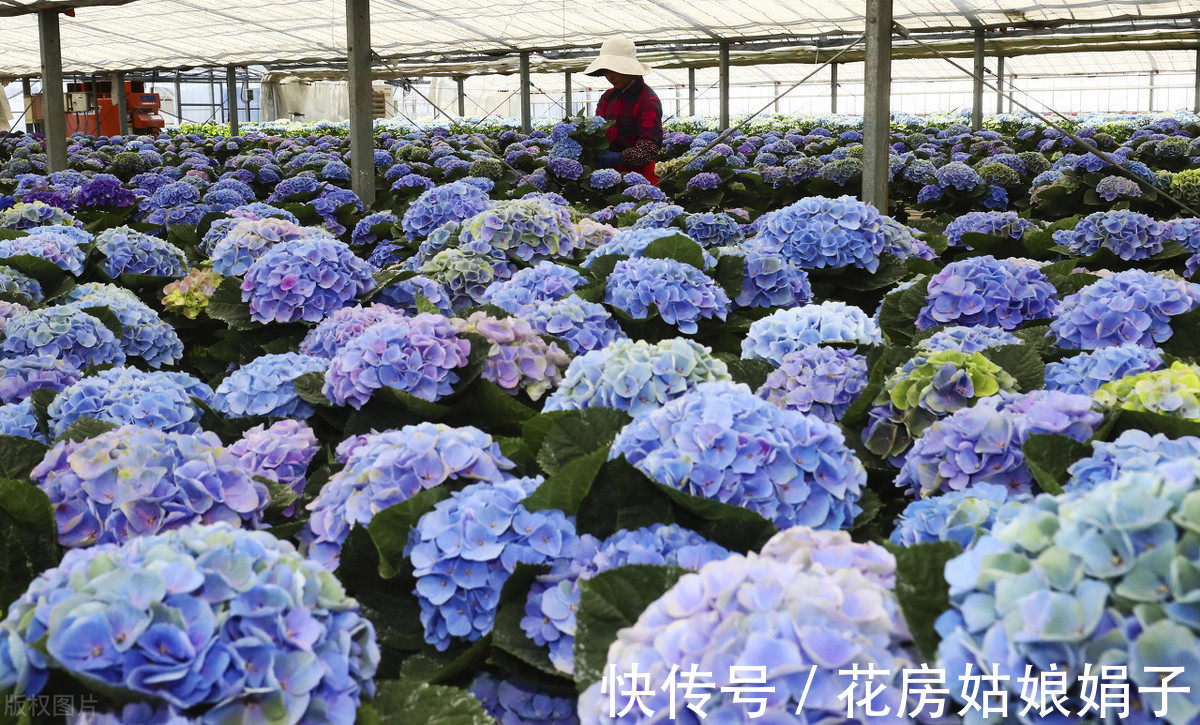 盆栽|盆栽花卉如何度过42天的三伏天？记住5个要点，安全度过三伏天