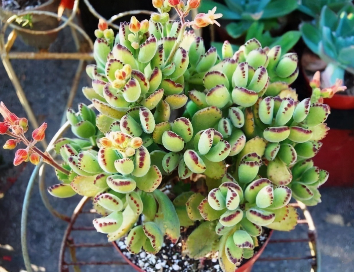 扦插|都喜欢叶插多肉,但是碰到6种,劝你别费工夫,因为成活率太低