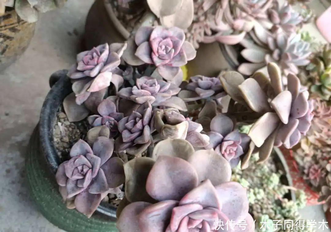 刚开始养多肉很嫌弃，后来越养越爱，打脸实录