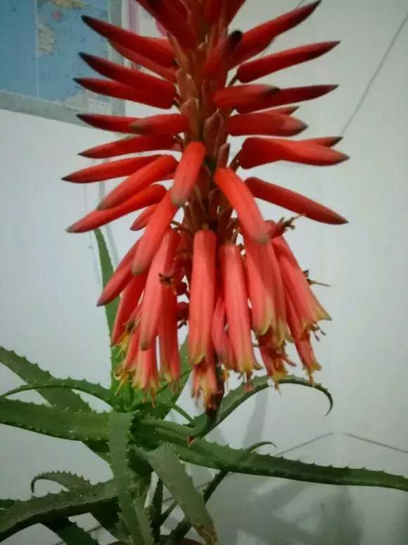 4种花有灵性,平时难开花,一有好事就开花!