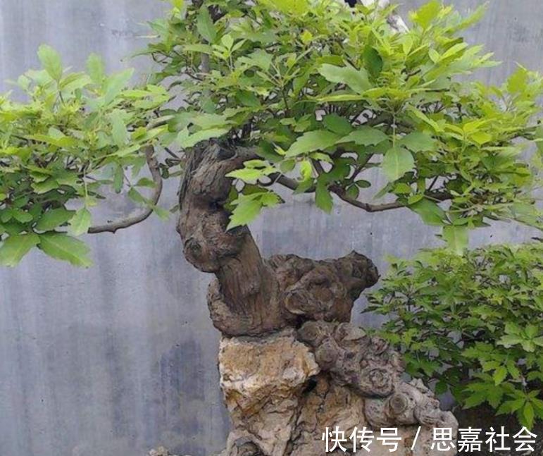 山荆|你看不上眼的黄荆，我拿来制成盆景，既好看又值钱