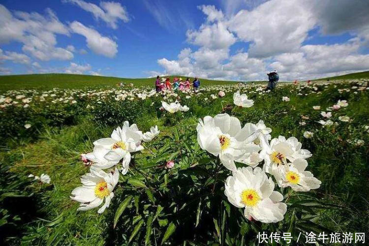 美丽的锡林郭勒大草原，最纯正的蒙元文化，最原始的游牧牧场