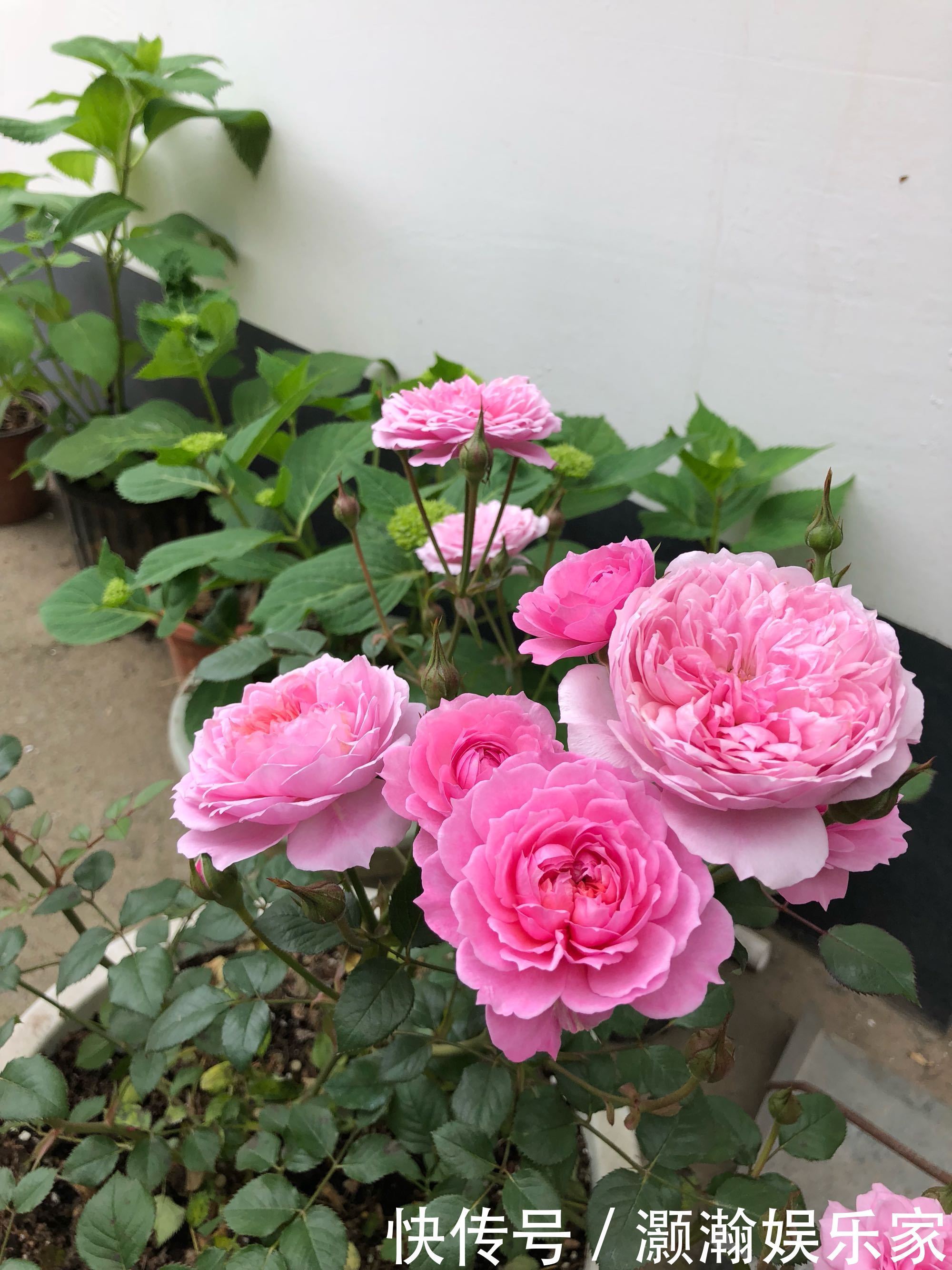 金钩|喜欢菊花,不如养盆“菊中珍品”红衣金钩,似波浪金发,贵气十足