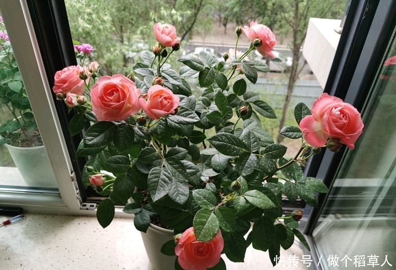 诺娃阳台,盆栽绿植“新宠”,花又美又香,四季开不停,值得拥有