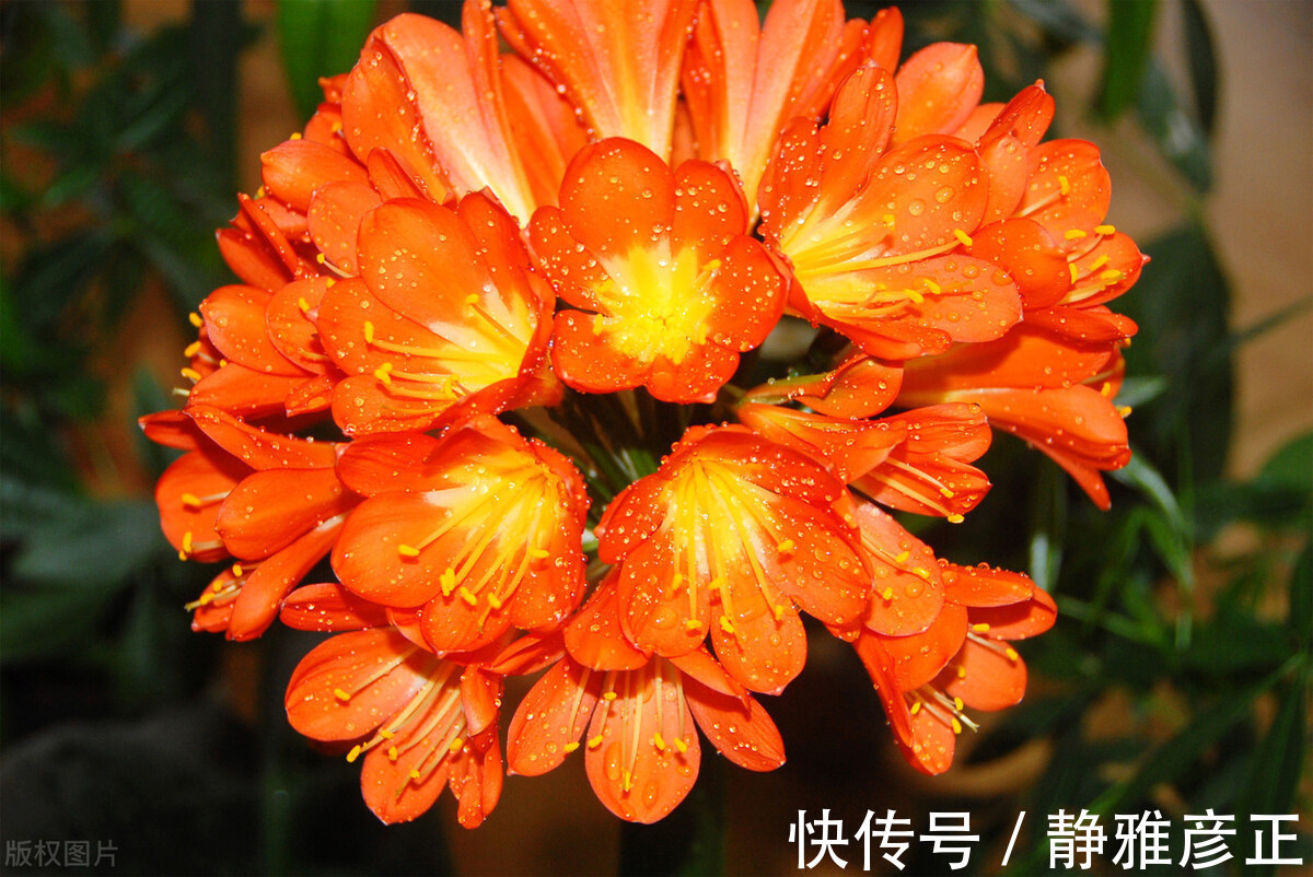 叶纹|君子兰长得好不好,不在于开不开花,而在于这三个地方