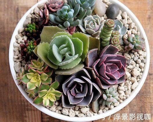 多肉植物|多肉好养却难养爆盆,掌握这几个“技巧”,养爆盆不困难