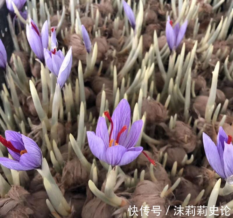 雨雪天冻不死的8种花,越冷越开花,冬天养一盆,喜庆又漂亮