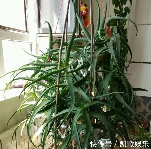 浇水|10年芦荟老桩,做成盆景超级好看,观赏价值特别高