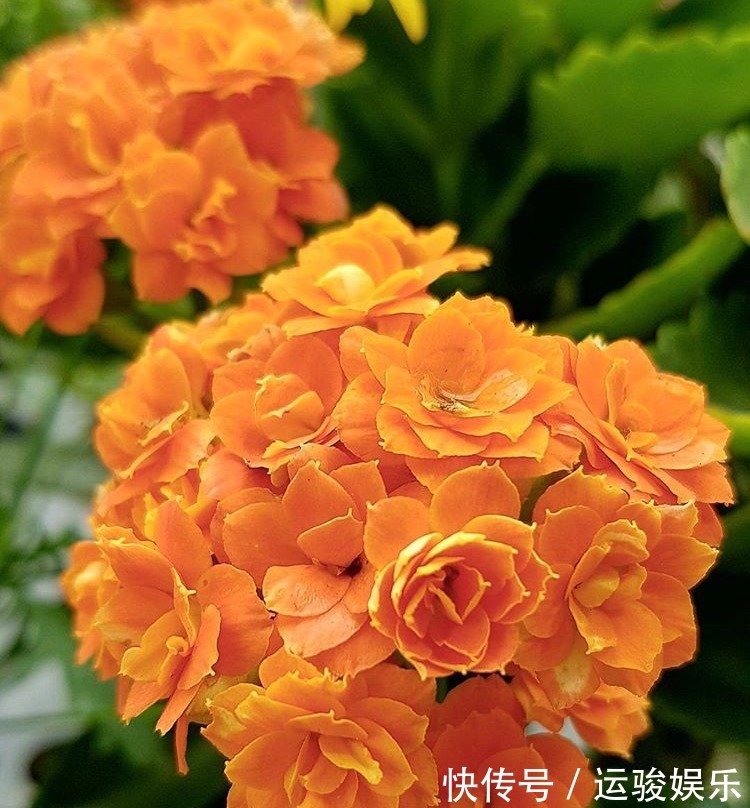 混合水比营养液更肥沃，家里的花卉长出更多的绿叶，开花更茂盛！