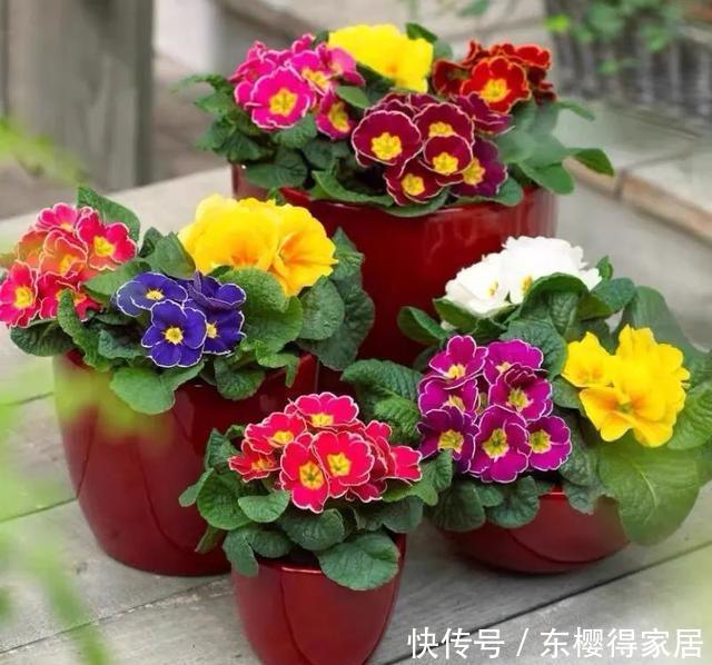 漂亮|12月在家养盆报春花,开花多又美,繁花似锦,漂亮极了