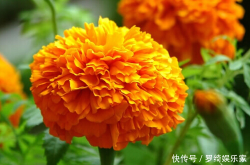 天竺葵|3种“懒人花”,30天不管,反而花开“爆盆”,浇水勤快却危险