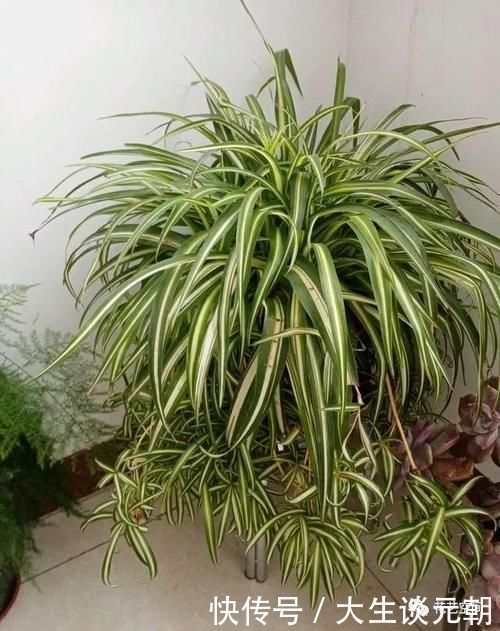 叶片|王大妈养吊兰,坚持用一种水,养出“瀑布吊兰”,一年繁殖几十盆