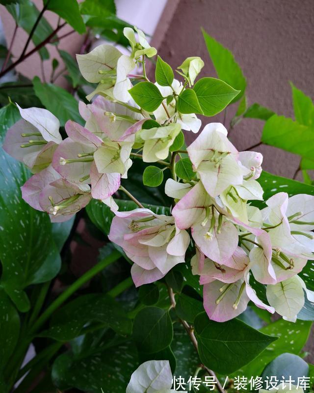 株型|进入9月份，养这2种花，要舍得“剪”，越剪越爱“开花”