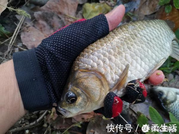 短线|草窝钓鲫鱼总挂底,老钓友教你2招来解决,告别挂底钓大鲫