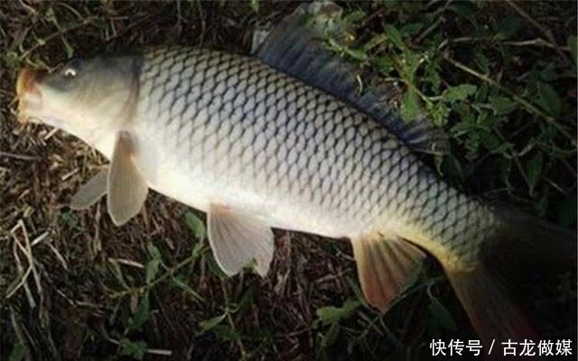 晚春夜钓选钓位,远离这些不出鱼的位置,鱼不从这些地方“路过”