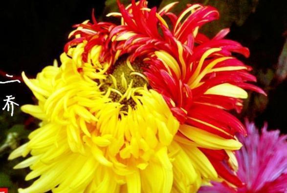 喜欢菊花,不如养盆“珍稀名菊”二乔,好养好看,美丽怡人