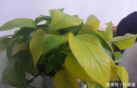 盆栽|只用1招，家里发黄的盆栽很快变的绿油油，轻松爆盆