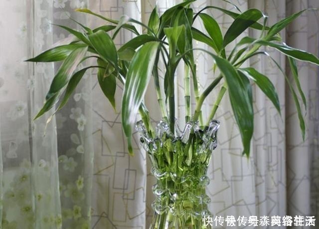 这4种“绿植”，穷就更要买，在客厅养一盆，慢慢“白手起家”！