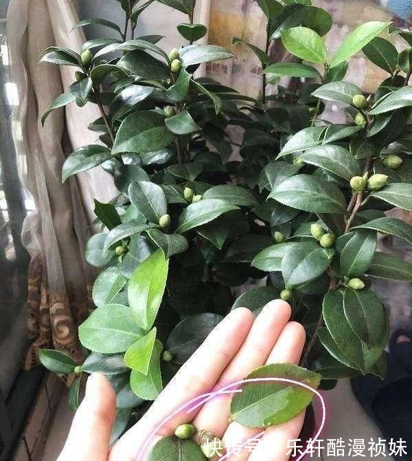 8种“洋气花”,天冷别喷水,不然黄叶、掉花苞,越养越难看