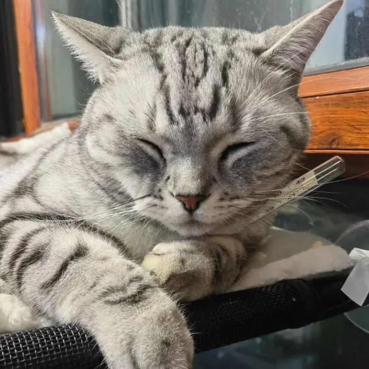 唾液|在蚊子包上涂口水、按“十”字，到底能不能止痒？