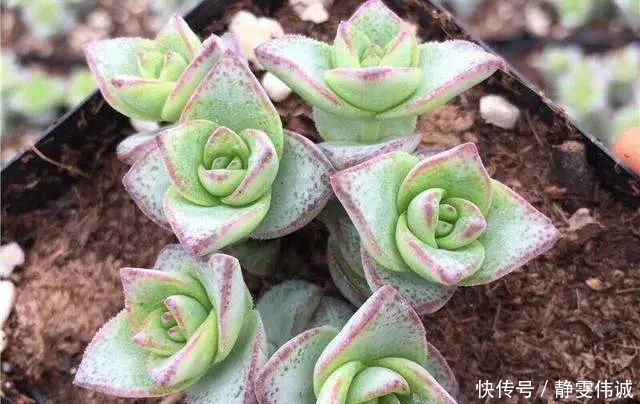 花盆底垫这几种东西，烂根问题彻底解决