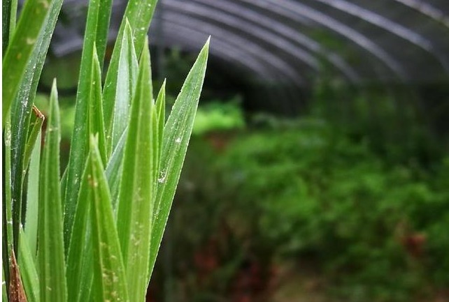 养兰花一不小心浇多水，新苗腐烂怎么办应该要怎么样挽救回来。