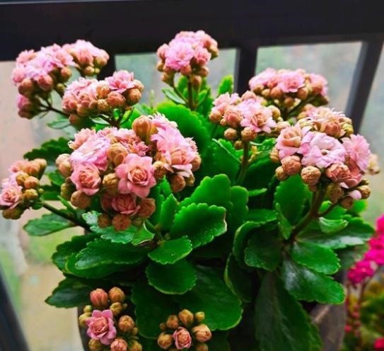 养长寿花,记住2个配土“原则”,不烂根长得旺,次次开花都爆盆