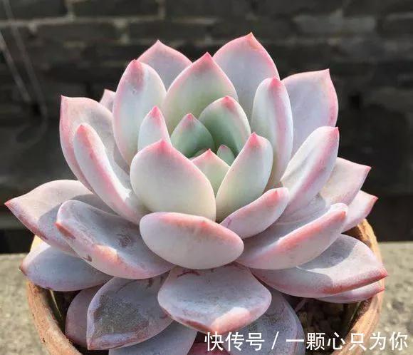 多肉中的贵货小仙女,颜值高,仙气足,你不要错过