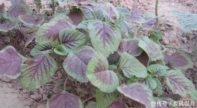 全株|隐藏在我们身边的美味：农村遍地都是的野菜！