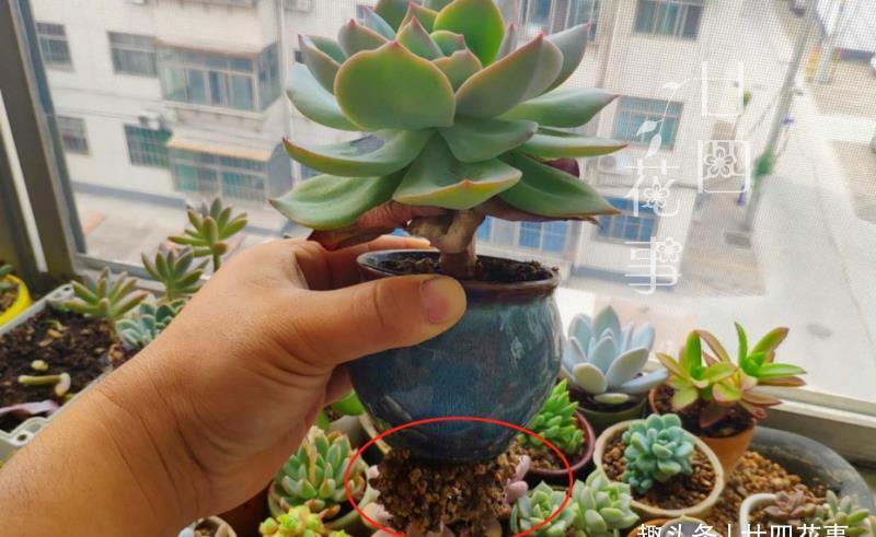 廿六|夏天不敢给多肉浇水?一个小妙招,轻松解决难题,适合新手和懒人