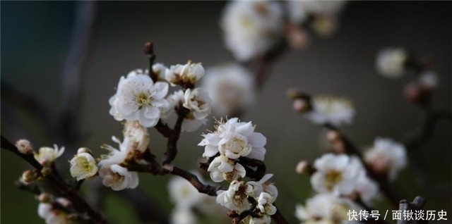 万树|隋朝金谷园万树梅花：腊月正月早惊春，梅花色白雪中明