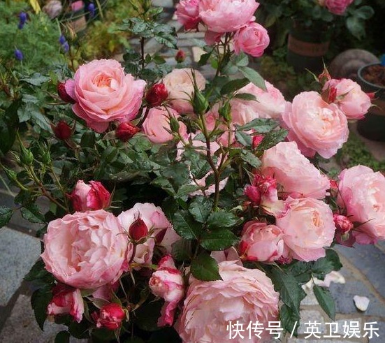 养月季花,做好“3点”,保证少生病开花多,一整年都有花赏