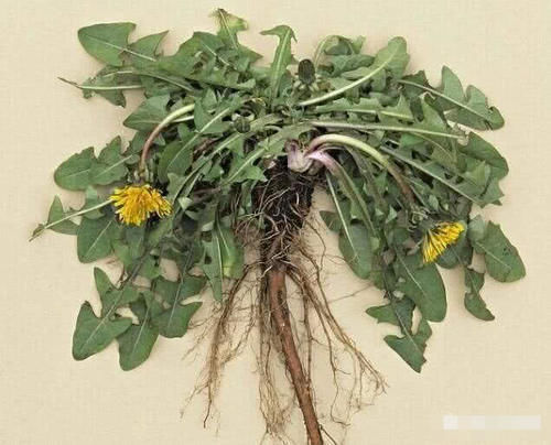 蒲公英|自己晒干蒲公英能当茶喝吗看完这个你就知道了