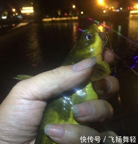 发窝|听说有人要封竿?这里的黄辣丁发窝,有人一夜钓十几斤