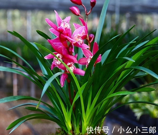红贵妃|它被誉为“香花之王”,顶级红素,兰香四溢,花开后又仙又美